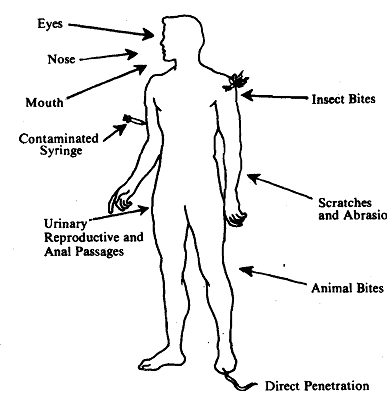 1411_How do Microbes Enter Our Body.png